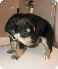 I have 2 terrier puppies about 24 weeks old and 3 24 week old lab/mix pups all boys ready for adoption. Huntsville Al Australian Shepherd Meet Luke Skywalker A Pet For Adoption
