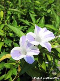 Image result for Barleria lancifolia