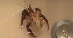Hermit Crab Out Of Shell Hermit Crab Crabs Animal Hermit Crab Shells