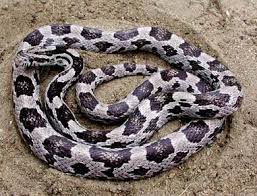 Black And White Corn Snake Morph Anery Corn Snake My Current Fav Corn And Part Of My Personal Breeding Project Corn Snake Snake Reptiles And Amphibians
