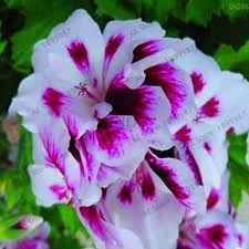 Image result for Pelargonium apetalum