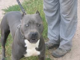 Rico blue line amstaff, 4 months old playin подробнее. American Staffordshire Terrier Welpen Amstaff Tiermarkt Net
