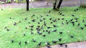 Fish crows have been coming to the pin oaks in my yard and the neighbors' yard for several weeks, and recently they are here every day. A Murder Of Crows On My Front Lawn Youtube