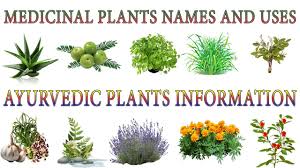 Medicinal Plants And Their Uses 20 Ayurvedic Plants Names Medicinal Herbs You Can Grow