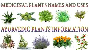 medicinal plants and their uses 20 ayurvedic plants names medicinal herbs you can grow