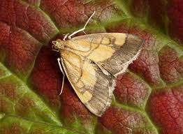 Image result for Evergestis limbata
