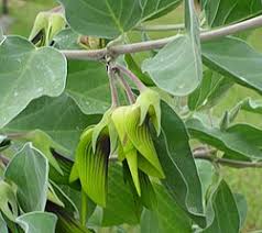Image result for Crotalaria cylindrocarpa