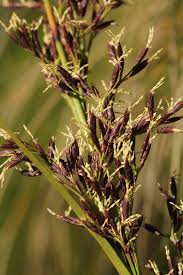 Image result for Costularia