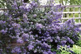 Immergrune Straucher Wie Die Sackelblume Ceanothus Machen Den Garten Erst So Richtig Schon Immergrune Straucher Pflanzen Straucher Garten