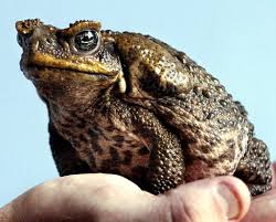 The toads do not even do what they were imported to do, eat cane beetles. Toxic Toads Found Near Sydney Spark Fears Of Southward Spread
