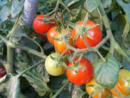 3 eier 1 romana tomate ca. Tomaten Ziehen Die Leckersten Sorten Optimales Aroma Phlora De