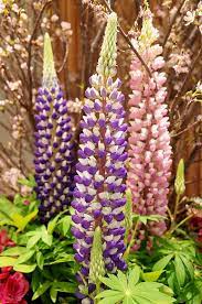 Lupinus Types Of Flowers Beautiful Flowers Flower Beauty