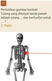 Mereka melekat di bagian depan, dengan tulang rawan, yang merupakan jaringan yang kuat namun fleksibel. A Tengkorak Untuk Melindungi Otakb Rusuk Untuk Melindungi Jantung Dan Paru Paruc Belakang Brainly Co Id