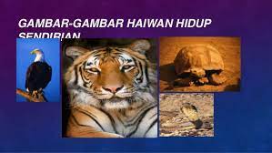 Haiwan ini memburu hanya pada waktu malam dan tidak pernah mendarat, kerana sangat sukar bagi mereka untuk tanah burung yang kaya ini hidup di barat daya siberia. Projek Sekolah Interaksi Antara Haiwan