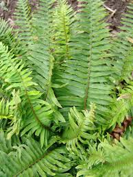 Image result for Lastreopsis vogelii