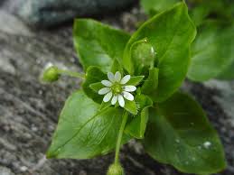 Image result for Stellaria