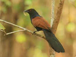 Greater Coucal Wikipedia A bird is a creature with feathers and wings. greater coucal wikipedia