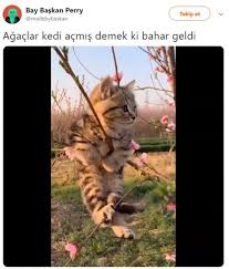 Yeni Acan Bahar Ciceklerinin Arasindaki En Guzel Sey Bahar Gorus Ve Dusuncelerinizi Yazabilir Deger Ve In 2020 Cute Animals Cute Baby Animals Kittens Cutest