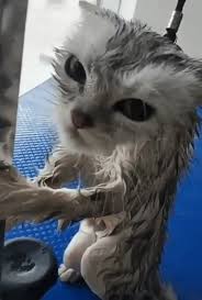 Pin By Bianca Graszl On Cats Video Funny Animals Cute Baby Animals Cute Animals