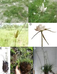 Image result for Cyperus obtusiflorus