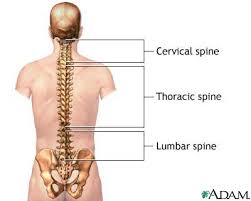 Solutions to quizzes related to hap 2016. Anatomy Of The Spine