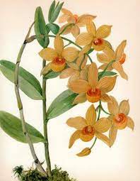 Vintage Orchidee Dendrobium Impression Orange Orchidee 1972 Etsy Orchid Illustration Vintage Botanical Prints Botanical Orchids