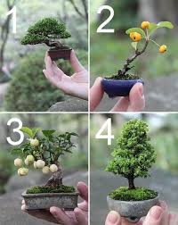 Jardim Das Ideias Mini Bonsai Qual Voce Mais Gostou Facebook