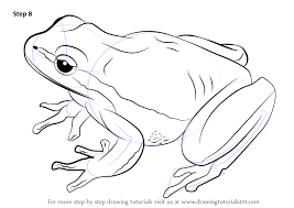 Learn How To Draw A Lemon Yellow Tree Frog Amphibians Step By Step Drawing Tutorials In 2020 Yellow Tree Frog Drawing Drawings
