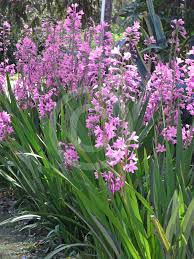 Image result for Watsonia borbonica