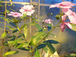 Image result for Catharanthus