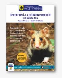 On this site which is uploaded by our user for free download. Hamster Png Images Free Transparent Hamster Download Page 2 Kindpng