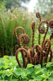 Ferns Ferns Plants Beautiful Flowers
