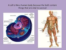 Both are diploid and have linear. Cell Parts A Cell Is Like A Human Body Because The Both Contain Things That Are Vital To Survival Ppt Download