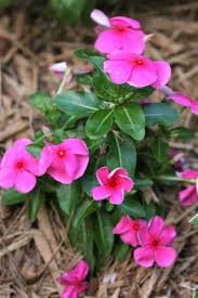 Gary bachman, grp, cph extension/research professor of horticulture for mississippi state university. 12 Plants That Thrive In The Sun How To Make Your South Florida Flowerbed Beautiful Dengarden