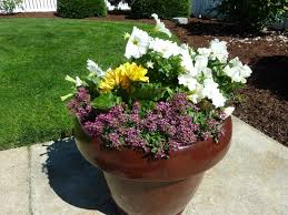Ideal for low maintenance landscaping, these plants thrive in zones 7 to 10,. 5 Tips For Picking Out Plants For Your Yard This Summer Beautyharmonylife