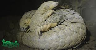 The species was first described by johann karl wilhelm illiger in 1815. Book Lilani Und Das Schuppentier And Pangolin Sponsorship