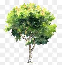 Millions Of Png Images Backgrounds And Vectors For Free Download Pngtree Tree Photoshop Watercolor Trees Tree Watercolor Painting