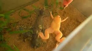 Feb 26, 2021 · this dead skin makes a tasty meal for the frog. African Clawed Frogs Hand Feeding Afrikanische Krallenfrosche Futterung Youtube