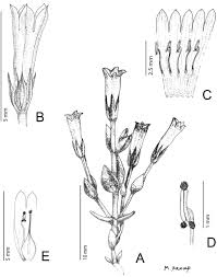 Image result for Exochaenium