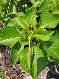 Image result for Hymenodictyon parvifolium