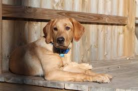 Check spelling or type a new query. Weight At 6 Months American Or English The Labrador Forum