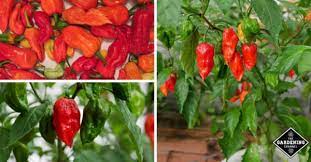 You've probably heard of the ghost pepper, as it has made its name as one of the hottest peppers in the world. How To Grow Ghost Peppers Bhut Jolokia Gardening Channel