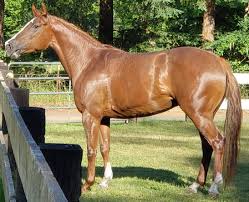 Freshly Back From 90 Days Of Training Horses Will definitely be using for my wifes future visa requirements. reddit