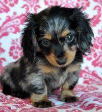 Mini Long Haired Daschund With Images Dapple Dachshund Puppy Dapple Dachshund Dachshund Puppy