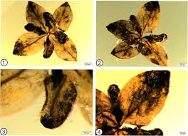 Image result for Metteniusaceae