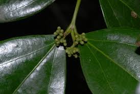 Image result for Strychnos henningsii