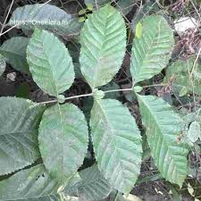 Image result for Markhamia lutea