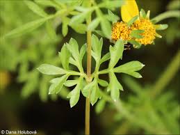 Image result for foto Dvouzubec