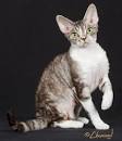 Devon Rex Cats | Charmed Purrfection Cattery | United States