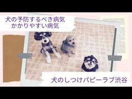 愛犬も飼い主さんも１５年笑顔でいられる愛犬が１番喜ぶほめるしつけを始めよう 環境を整えて失敗を防ぎ 成功したらほめて良い習慣に変える 誰でも続けられる方法です 子犬を迎えてから成長過程によっていろいろな不安や問題に直面すると思います パピーラブで一緒